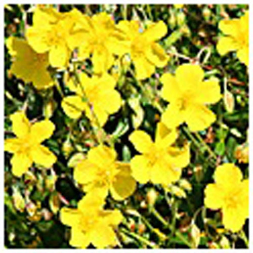 Rock Rose Flower Essence 1/2 oz