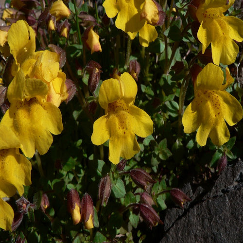 Mimulus 1/2 OZ Flower Essence